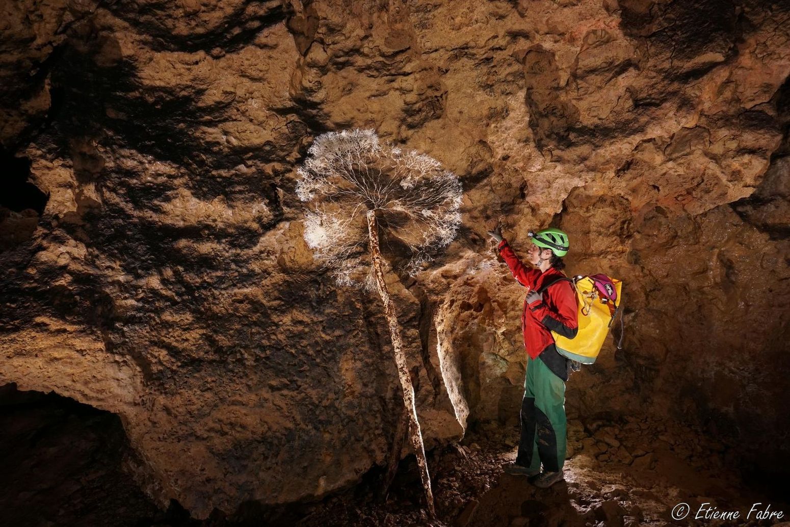 Mycorhize d'un mat d'escalade en bois ©Etienne Fabre