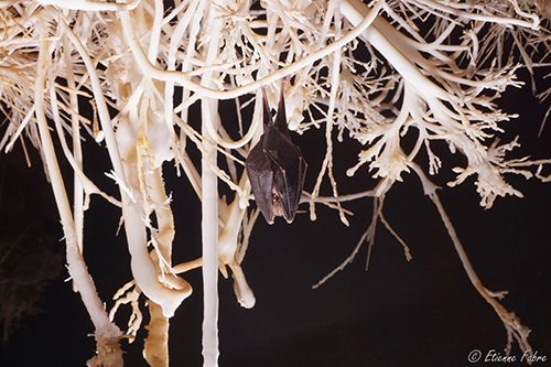 Petit rhinolophe sur aragonite ©Etienne Fabre